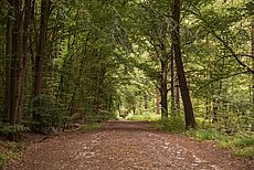 Ihlower Wald