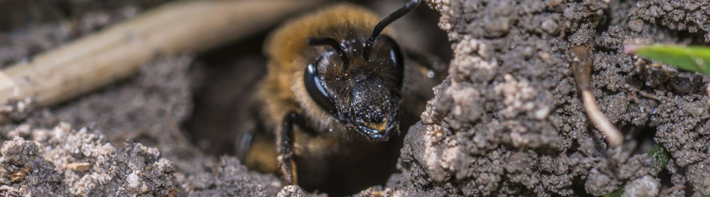 Wildbiene guckt aus ihrem Erdloch