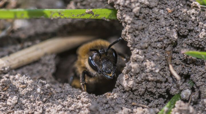 Wildbiene guckt aus ihrem Erdloch