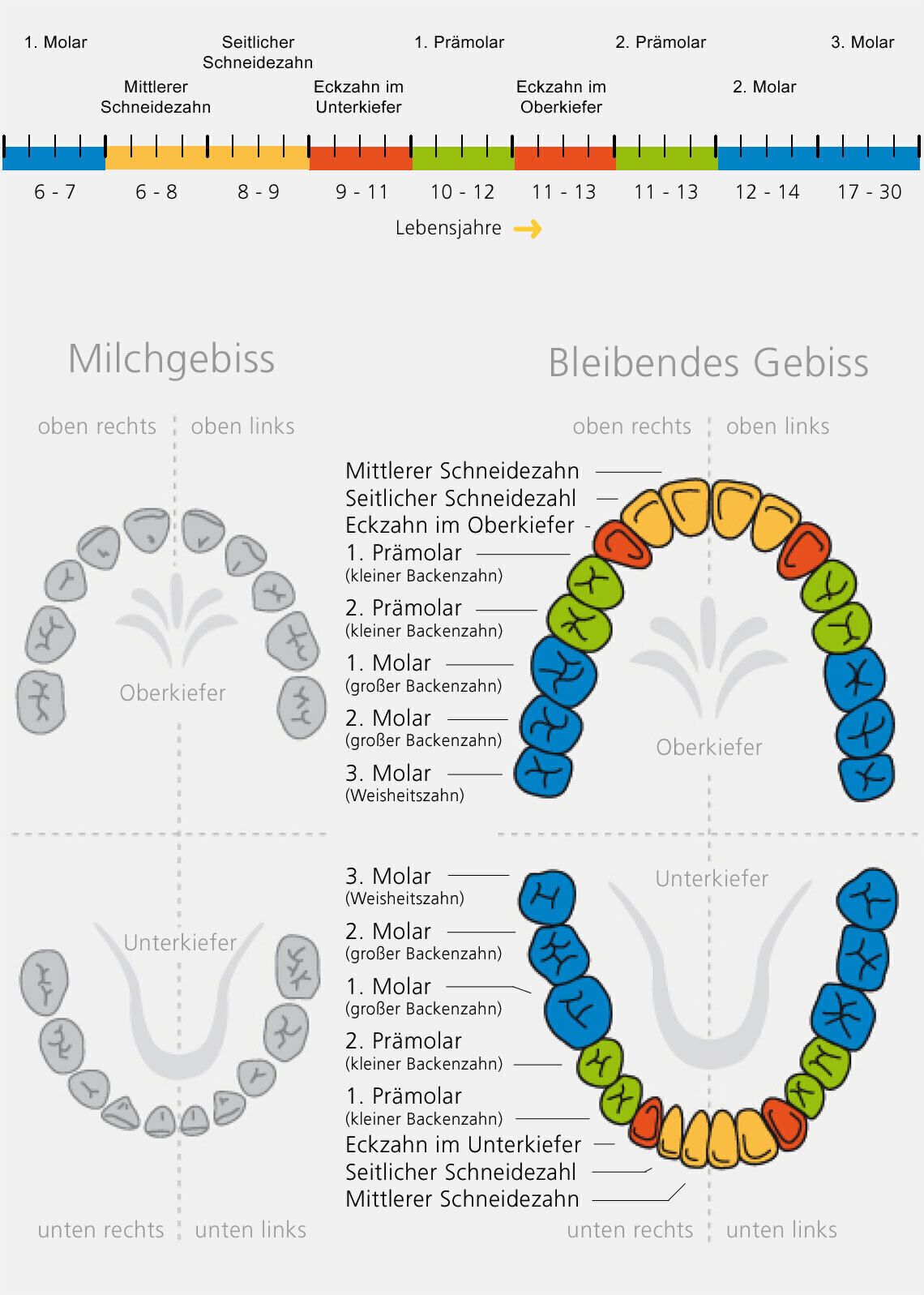 Infografik zur Zahnentwicklung mit Zeitstrahl nach Lebensjahren (ca. 6–30 Jahre) und Darstellung von Milchgebiss und bleibendem Gebiss. Oben zeigt ein farbiger Zeitbalken die Durchbruchszeiten verschiedener Zähne wie Schneidezähne, Eckzähne, Prämolaren und Molaren. Unten links ist das Milchgebiss schematisch in Grau dargestellt. Rechts ist das bleibende Gebiss farbig markiert: Schneidezähne (orange), Eckzähne (rot), Prämolaren (grün) und Molaren (blau), jeweils für Ober- und Unterkiefer sowie für rechte und linke Seite beschriftet.