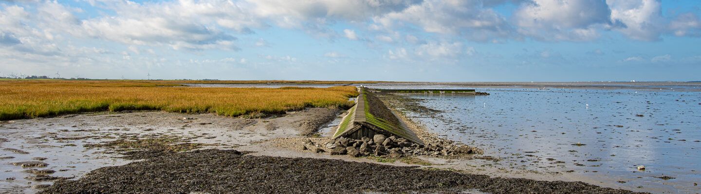 Ein schmaler, mit Steinen befestigter Deich führt geradeaus durch eine weite Küstenlandschaft. Links liegen Salzwiesen mit goldbraunem Gras, rechts erstreckt sich das flache Wattenmeer unter einem blauen Himmel mit verstreuten Wolken.