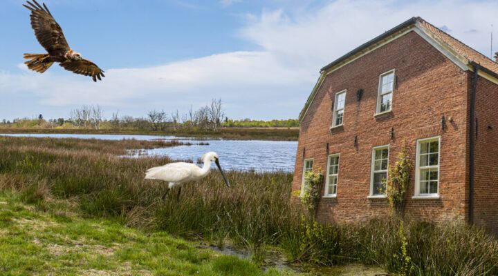 Landschaftsaufnahme in Ostfriesland: Zwei Schafe stehen auf einer Wiese im Vordergrund, darüber fliegt ein Greifvogel. In einem Feuchtgebiet ist ein großer weißer Vogel zu sehen. Daneben steht ein rotes Backsteinhaus am Wasser, im Hintergrund drehen sich Windräder. Rechts im Bild führt ein Vermessungsingenieur in Schutzkleidung mit einem Messgerät Arbeiten im Gelände durch.