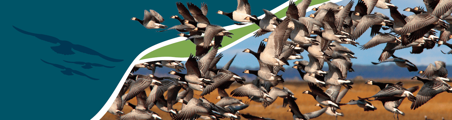 Header und footer v04 krummhörn