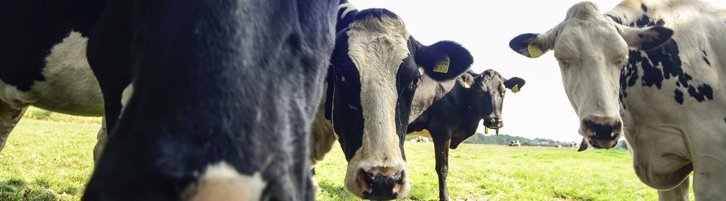 Mehrere schwarz-weiß gefleckte Kühe stehen neugierig auf einer grünen Weide und blicken direkt in die Kamera. Im Hintergrund ist offenes Weideland unter hellem Himmel zu sehen.