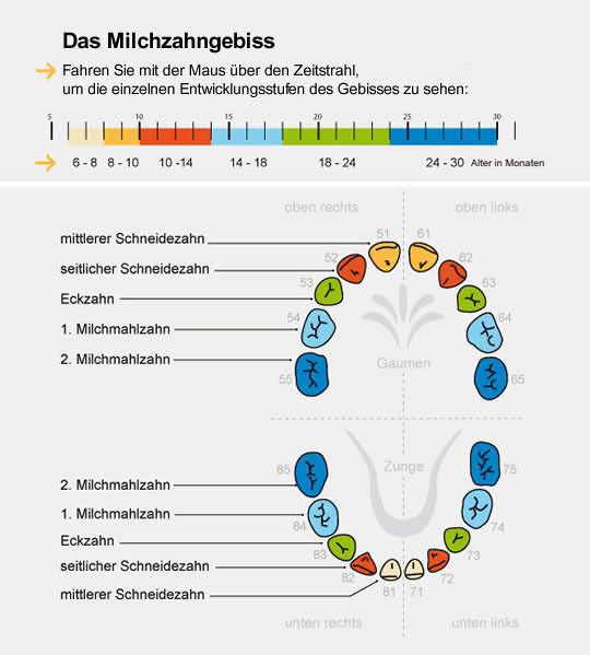 Milchzahngebiss