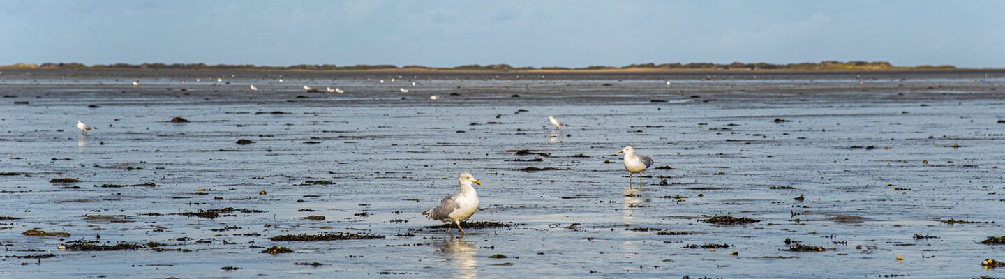 Neßmersiel möwe web