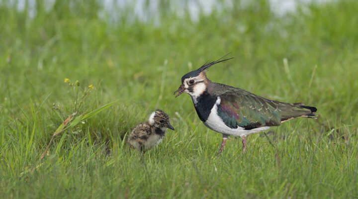 **Alt-Text:** Ein Kiebitz mit schillernd grünem Gefieder und markanter Federhaube steht im Gras neben einem flauschigen Küken. Beide befinden sich auf einer grünen Wiese, das Alttier aufmerksam dem Jungvogel zugewandt.