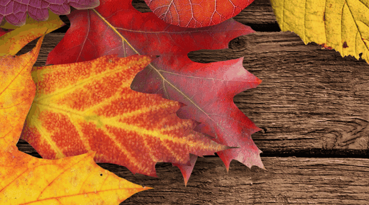 Header seite herbstferienprogramm 2025 blanko