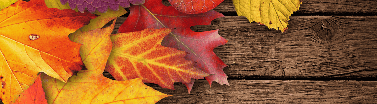Header seite herbstferienprogramm 2025 blanko