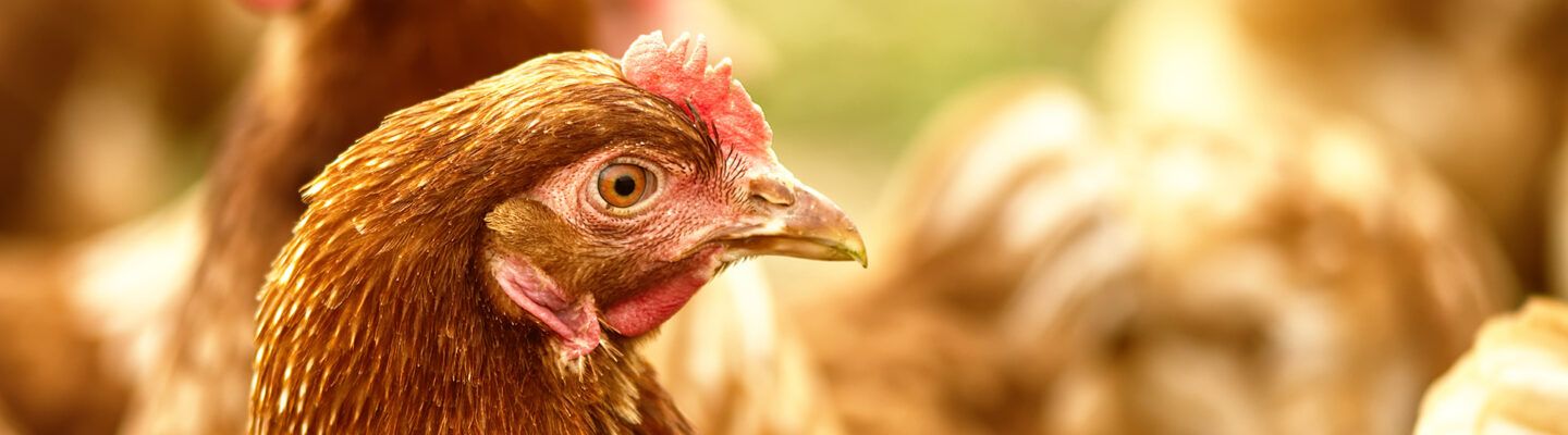 Nahaufnahme eines braunen Huhns mit rotem Kamm, umgeben von weiteren unscharf im Hintergrund sichtbaren Hühnern auf einer hellen, naturbelassenen Fläche.