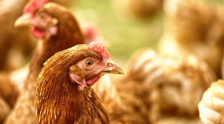 Nahaufnahme eines braunen Huhns mit rotem Kamm, umgeben von weiteren unscharf im Hintergrund sichtbaren Hühnern auf einer hellen, naturbelassenen Fläche.