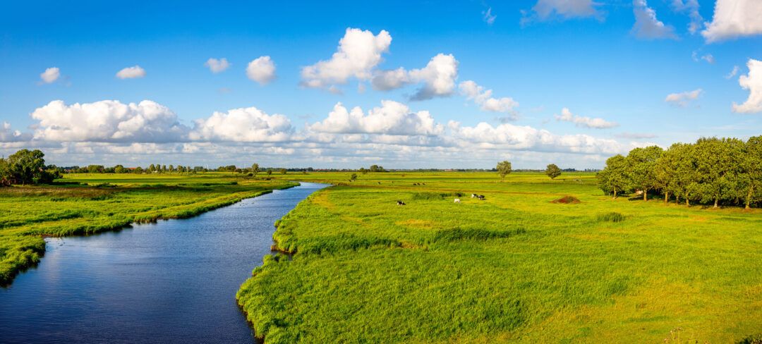 Panoramablick über eine weitläufige grüne Landschaft mit einem Kanal, unter blauem Himmel mit weißen Wolken; ein Kanal schlängelt sich durch Wiesen, auf denen vereinzelt Kühe grasen, und rechts steht eine Gruppe von Bäumen.