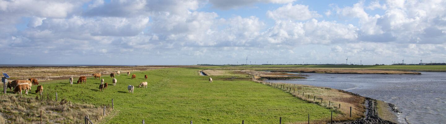 Neßmersiel im Okt 2022. Kühe auf dem grünen Deich im Sonnenschein bei leichten Wolken. Nebenan das Wattenmeer.