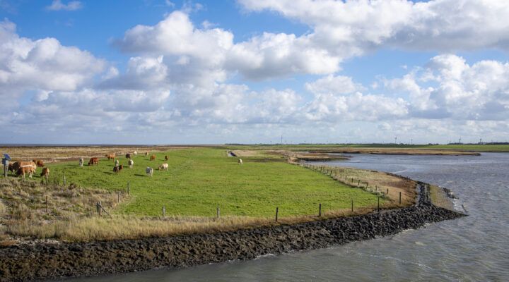 Neßmersiel im Okt 2022. Kühe auf dem grünen Deich im Sonnenschein bei leichten Wolken. Nebenan das Wattenmeer.