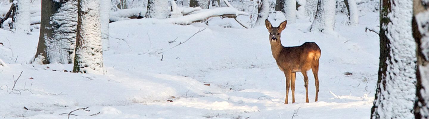 Ein Reh steht in einem verschneiten Wald zwischen schneebedeckten Baumstämmen und blickt aufmerksam in die Kamera. Der Boden und die Äste sind von frischem Schnee bedeckt.