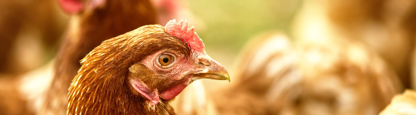 Nahaufnahme einer braunen Henne mit rotem Kamm; im unscharfen Hintergrund weitere Hühner.