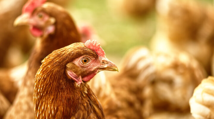 Nahaufnahme einer braunen Henne mit rotem Kamm; im unscharfen Hintergrund weitere Hühner.