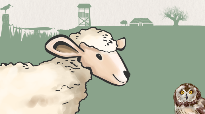 Illustration einer typischen Marschlandschaft mit einem Schaf im Vordergrund. Im Hintergrund sind stilisierte Elemente wie ein Beobachtungsturm, ein Bauernhaus, Weidenbäume, ein Gewässer und verschiedene Tiere dargestellt. Links unten blickt eine Eule aus dem Bildrand, während die Szene in gedeckten Grün- und Naturtönen gehalten ist.
