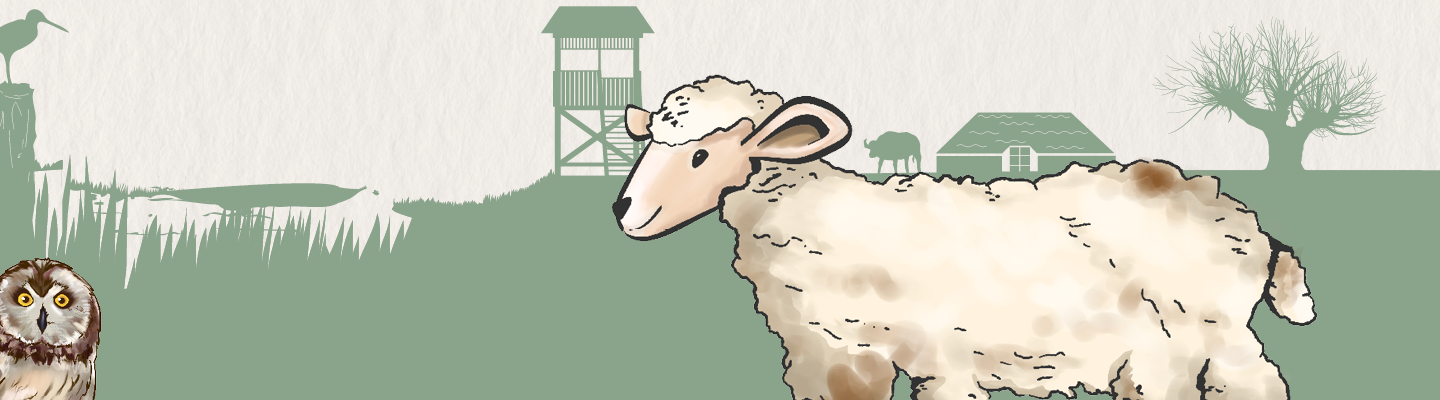 Illustration einer typischen Marschlandschaft mit einem Schaf im Vordergrund. Im Hintergrund sind stilisierte Elemente wie ein Beobachtungsturm, ein Bauernhaus, Weidenbäume, ein Gewässer und verschiedene Tiere dargestellt. Links unten blickt eine Eule aus dem Bildrand, während die Szene in gedeckten Grün- und Naturtönen gehalten ist.