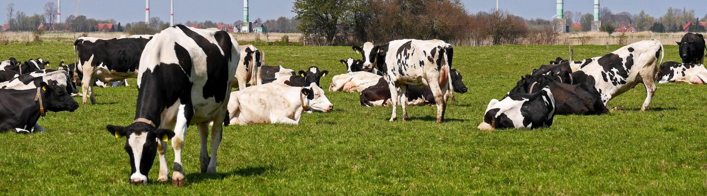 Mehrere schwarz-weiß gefleckte Milchkühe grasen und ruhen auf einer weitläufigen grünen Weide. Im Hintergrund stehen zahlreiche Windenergieanlagen, deren Rotoren sich über der flachen Landschaft erheben. Der Himmel ist von dunklen Wolken geprägt, wodurch ein starker Kontrast zu den hellen Windrädern und der sonnig beleuchteten Wiese entsteht. Das Bild verbindet Landwirtschaft und erneuerbare Energie in einer typischen ostfriesischen Landschaft.