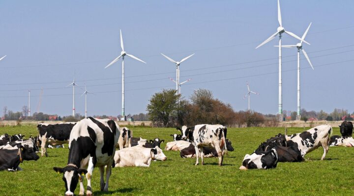 Mehrere schwarz-weiß gefleckte Milchkühe grasen und ruhen auf einer weitläufigen grünen Weide. Im Hintergrund stehen zahlreiche Windenergieanlagen, deren Rotoren sich über der flachen Landschaft erheben. Der Himmel ist von dunklen Wolken geprägt, wodurch ein starker Kontrast zu den hellen Windrädern und der sonnig beleuchteten Wiese entsteht. Das Bild verbindet Landwirtschaft und erneuerbare Energie in einer typischen ostfriesischen Landschaft.
