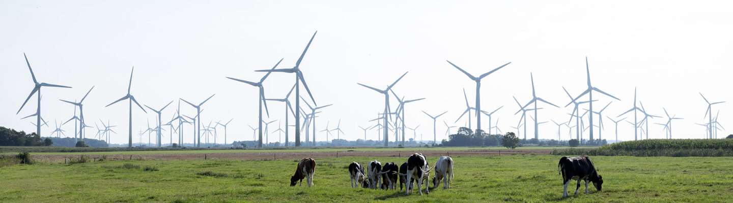 Weite grüne Weidelandschaft mit mehreren grasenden Milchkühen im Vordergrund. Im Hintergrund erstreckt sich ein großes Windparkfeld mit zahlreichen Windenergieanlagen bis zum Horizont. Über der flachen Landschaft liegt ein heller, leicht diesiger Himmel, der die für Ostfriesland typische Kombination aus Landwirtschaft und erneuerbarer Energiegewinnung zeigt.