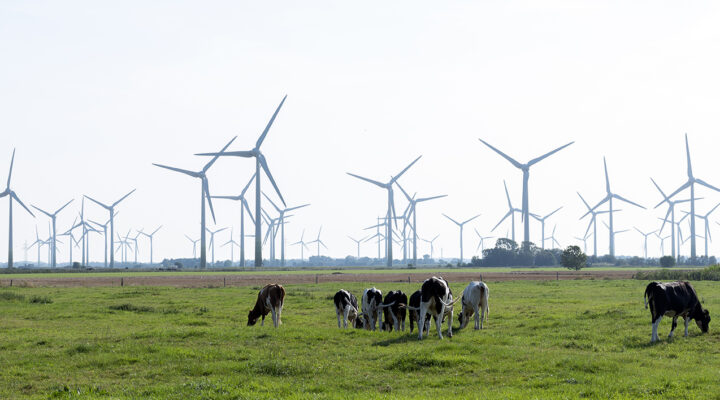 Weite grüne Weidelandschaft mit mehreren grasenden Milchkühen im Vordergrund. Im Hintergrund erstreckt sich ein großes Windparkfeld mit zahlreichen Windenergieanlagen bis zum Horizont. Über der flachen Landschaft liegt ein heller, leicht diesiger Himmel, der die für Ostfriesland typische Kombination aus Landwirtschaft und erneuerbarer Energiegewinnung zeigt.